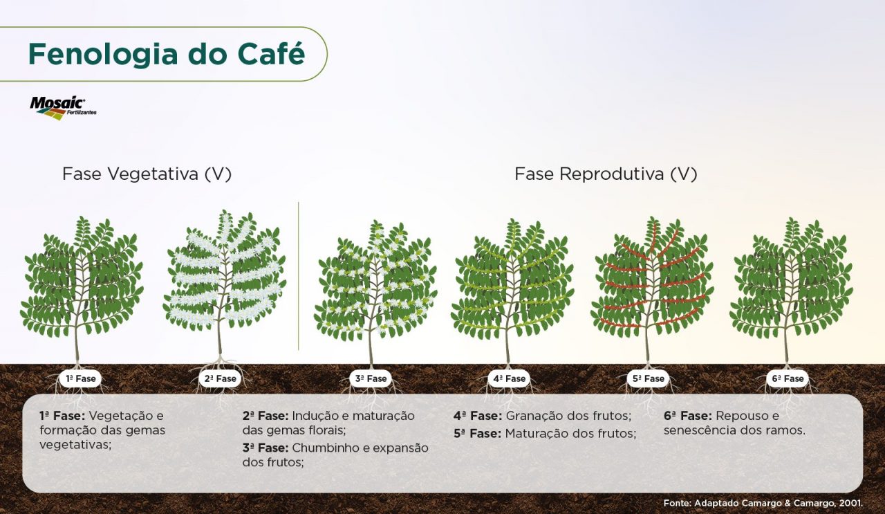 Fenologia Estádios Fenológicos Nutrição de Safras