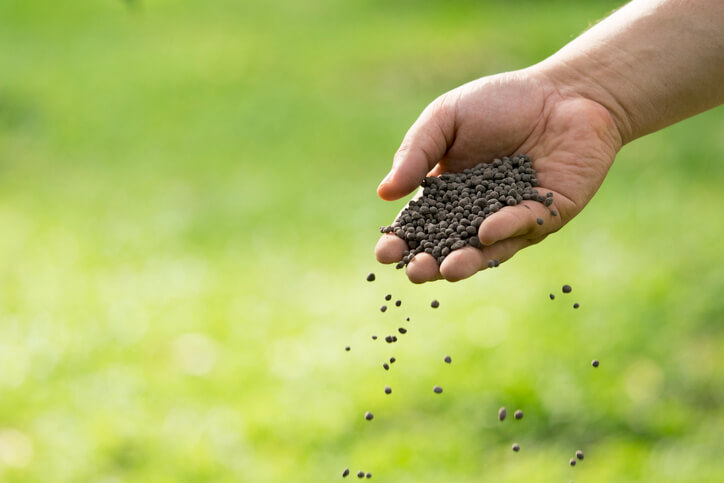 Adubação de Cobertura: mão com fertilizante de fósforo e potássio