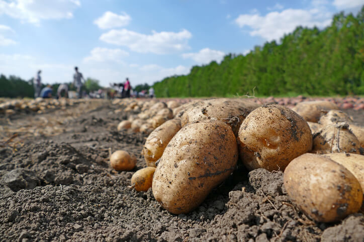 batatas colhidas e dispostas no chão