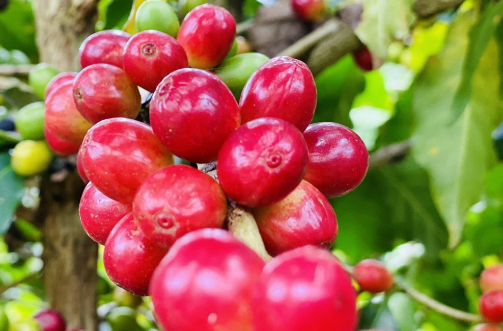Plantação de café: o que você precisa saber antes de começar o cultivo