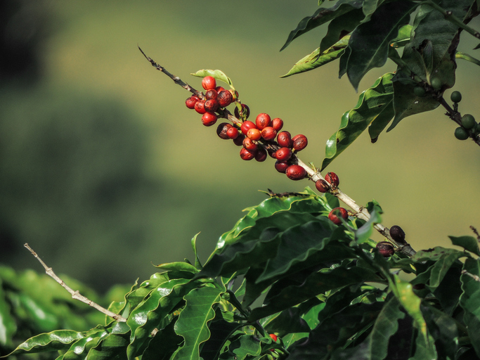 A Adubação equilibrada do cafezal promove produtividade e reduz a bienalidade das lavouras