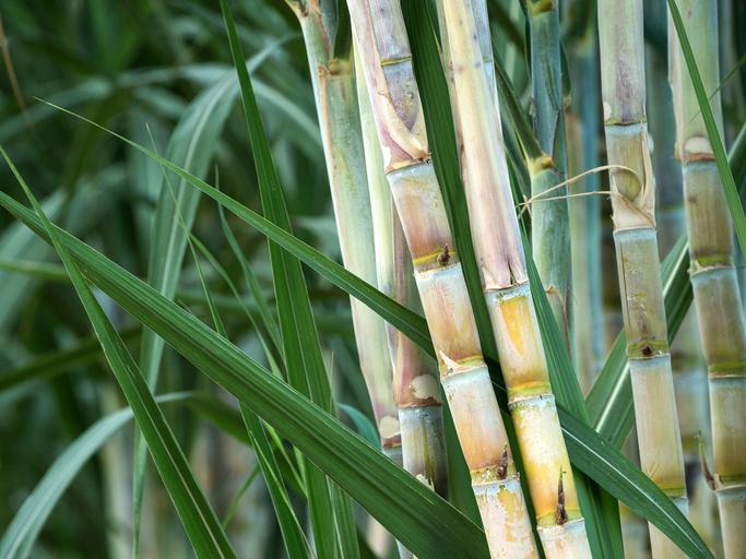 Benefícios das adubações no rendimento da cana-de-açúcar