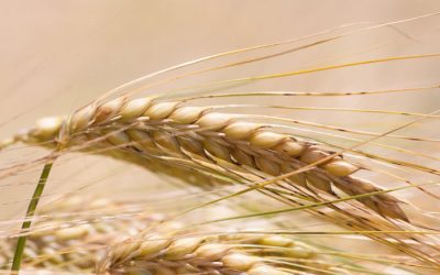 MicroEssentials em trigo e efeito residual em soja