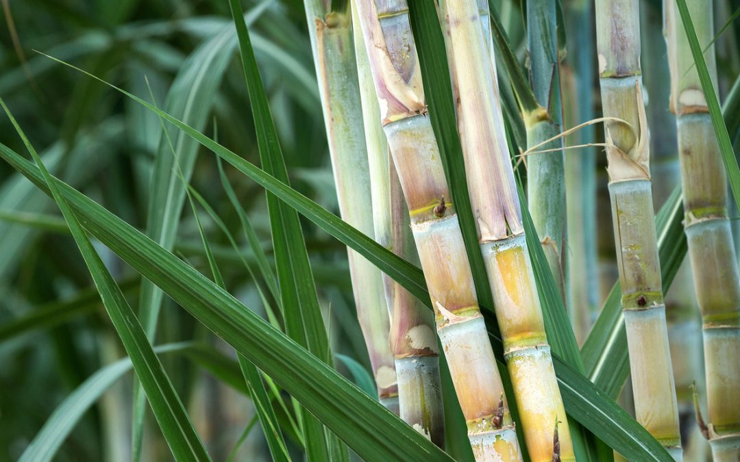 Adubo para cana-de-açúcar: conheça os benefícios do uso correto