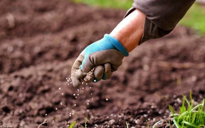 Como usar a “Lei do Mínimo” para racionalizar os investimentos com fertilizantes