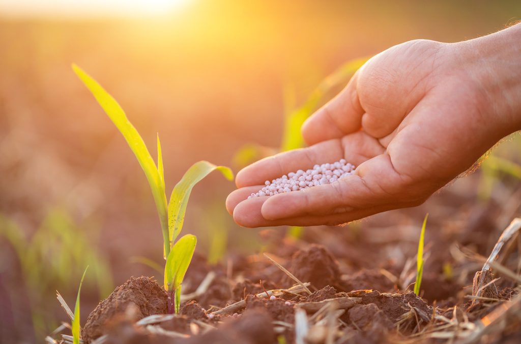 Uso de fertilizantes: adubar mais é sinônimo de adubar melhor?