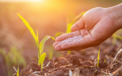 Uso de fertilizantes: adubar mais é sinônimo de adubar melhor?