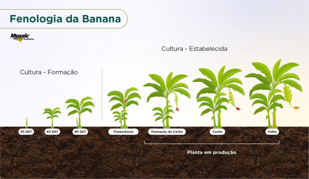 estágio fenológico da cultura da banana.
