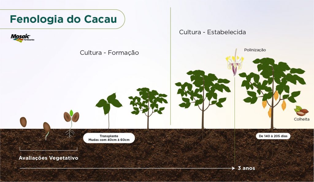 Estágio fenológico da cultura do cacau.