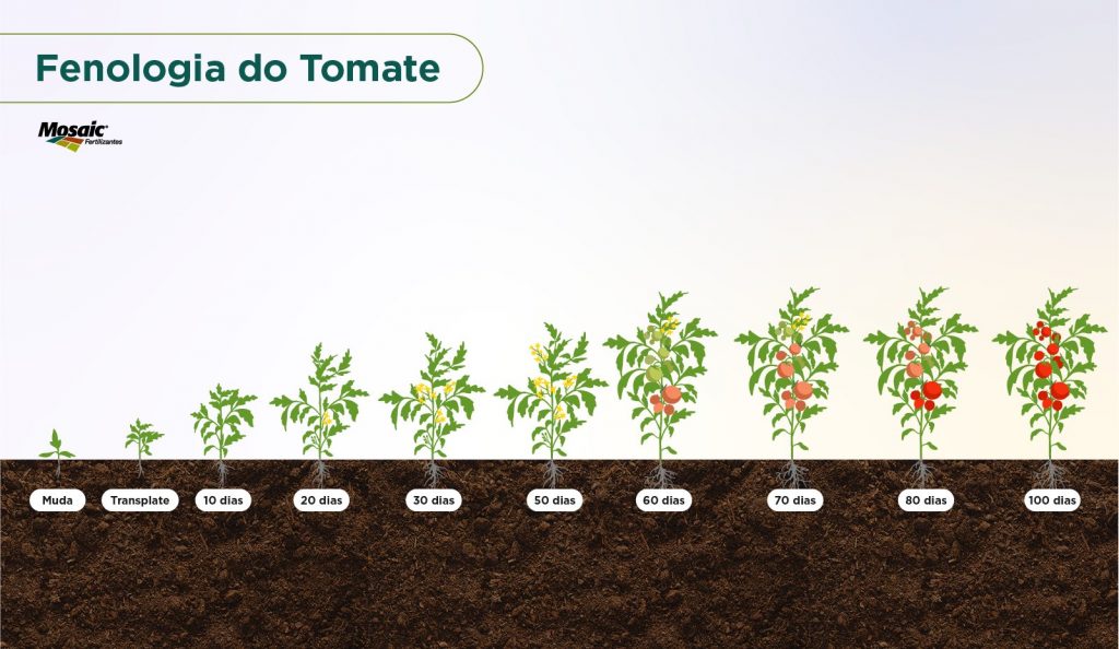 Fenologia do tomate.