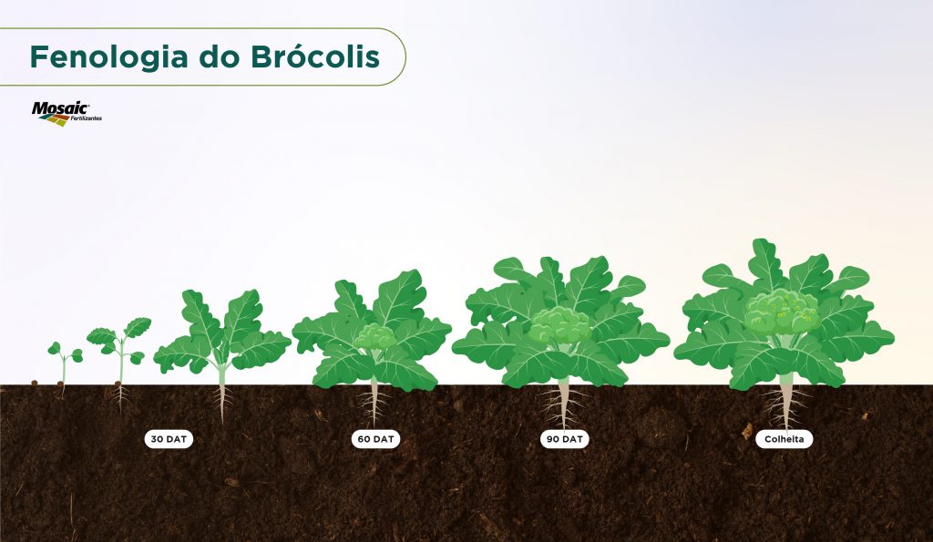 Fenologia do brócolis.