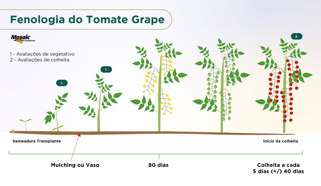 Fenologia do tomate grape