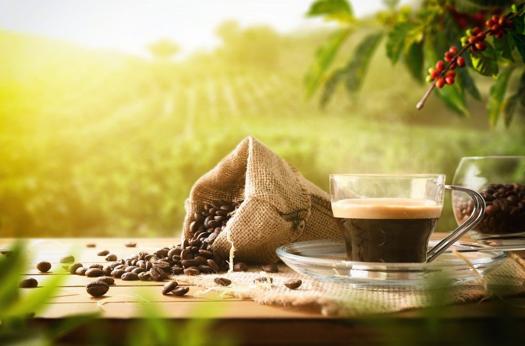 Qualidade do café: por que a nutrição aumenta a lucratividade?