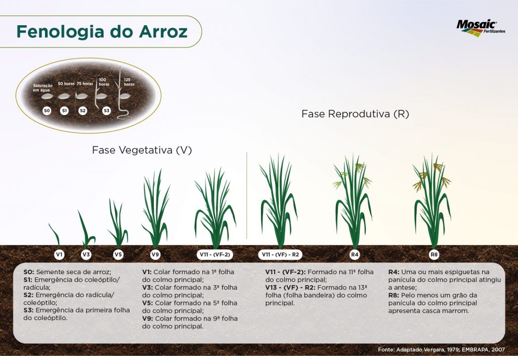 Imagem com as fases fenológicas do arroz.