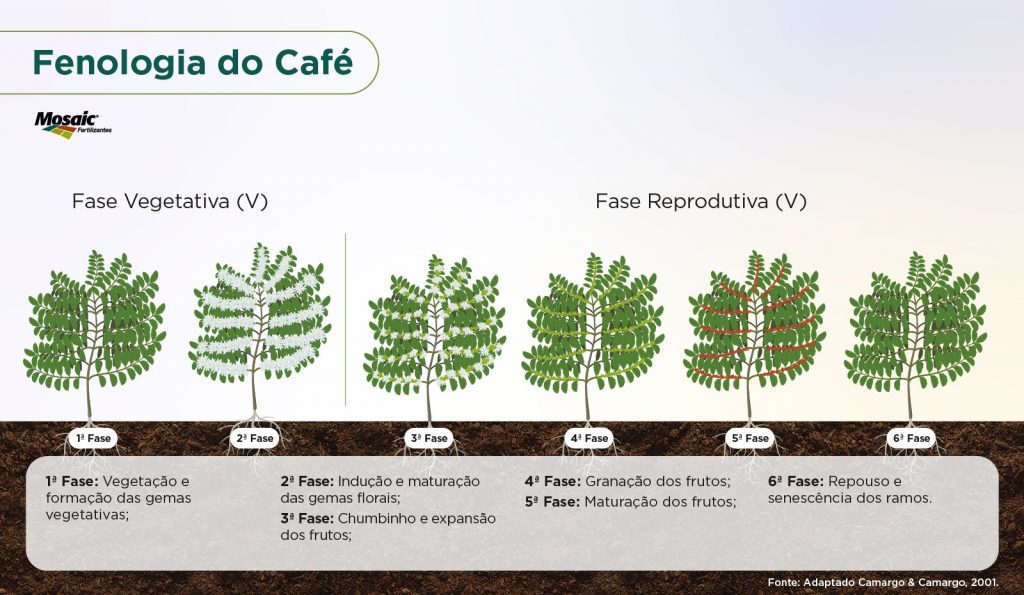 Ilustração com as etapas de crescimento do café.