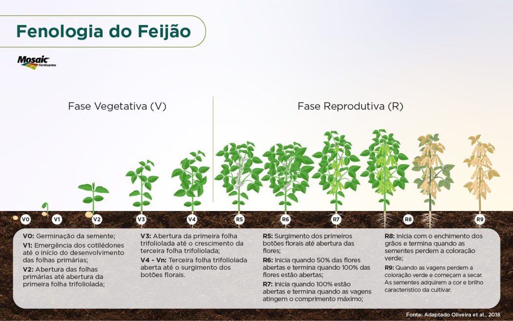 Planta O De Feij O Saiba Como Cultivar Nutri O De Safras