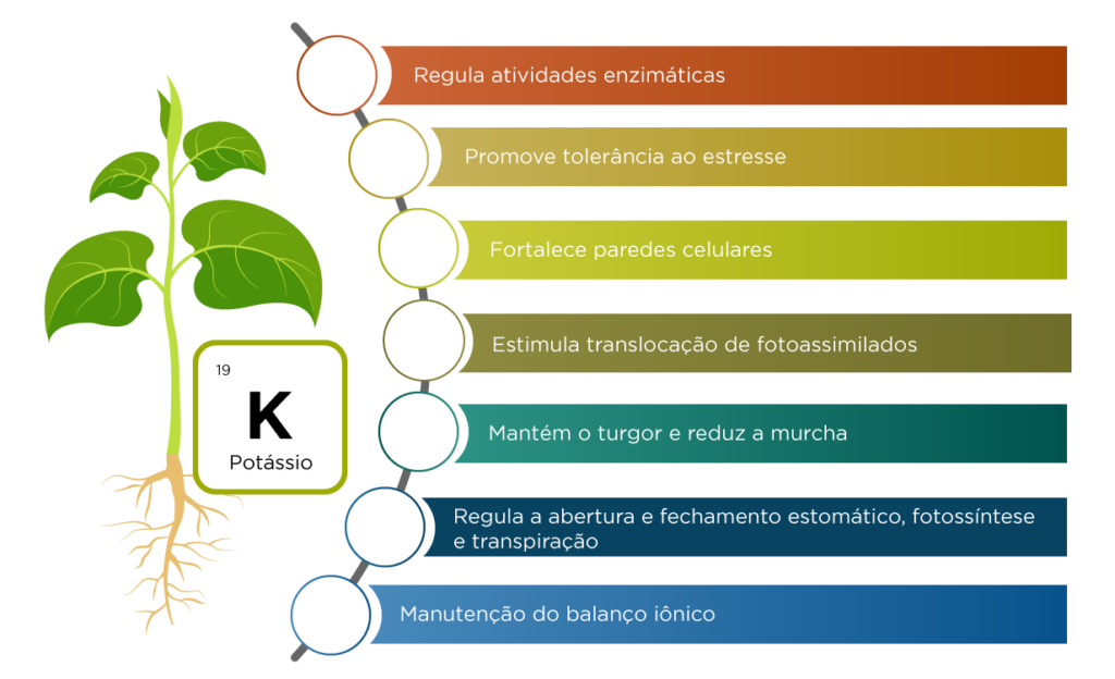 Ilustração com as funções do potássio nas plantas