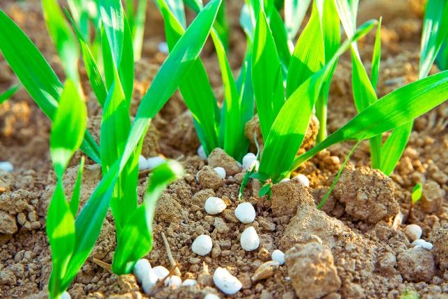 Uso Eficiente de Fósforo: Necessidade e Desafio para uma Agricultura Sustentável do Século XXI