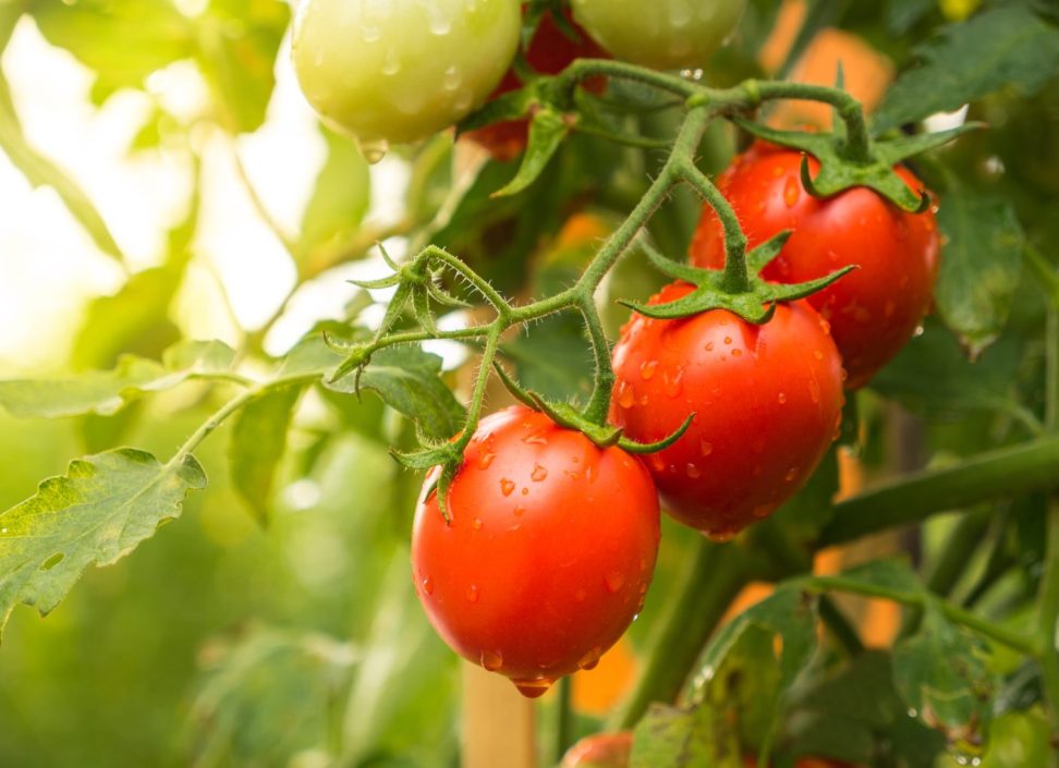 Tomates maduros prontos para serem colhidos.