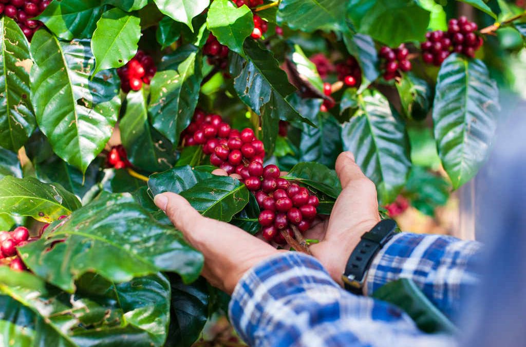 Agricultor colhendo a cultura do café
