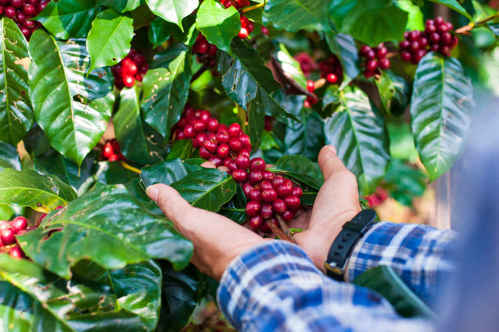 Agricultor colhendo a cultura do café