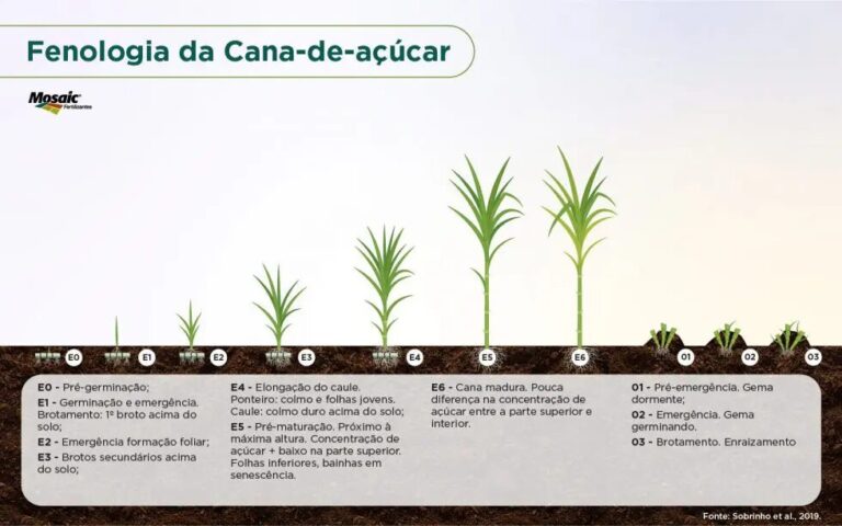 Saiba tudo sobre o ciclo da cana-de-açúcar | Nutrição de Safras