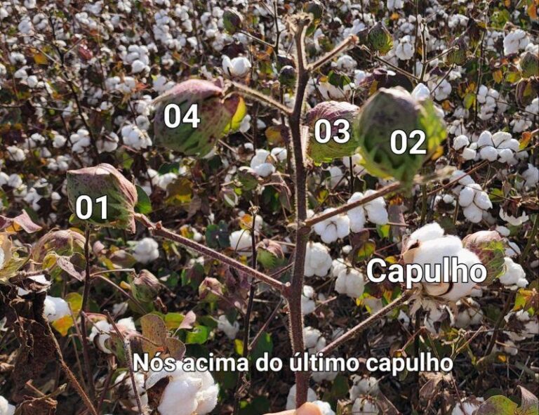Plantação de algodão: práticas de cultivo | Nutrição de Safras