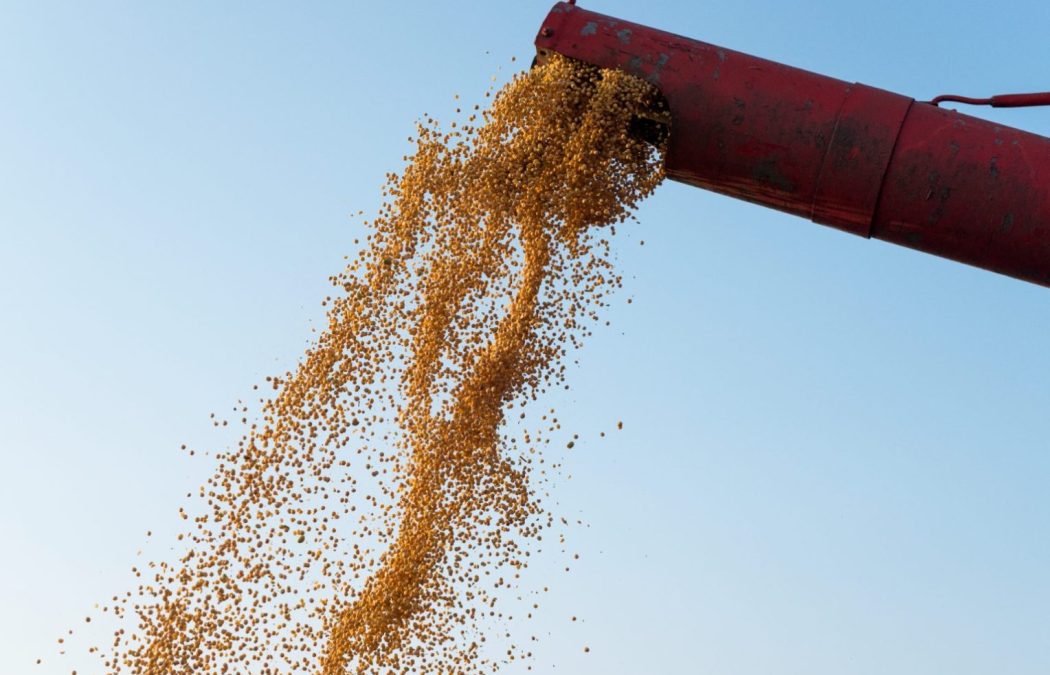 Cultura de grãos: quais são os principais tipos e como produzir