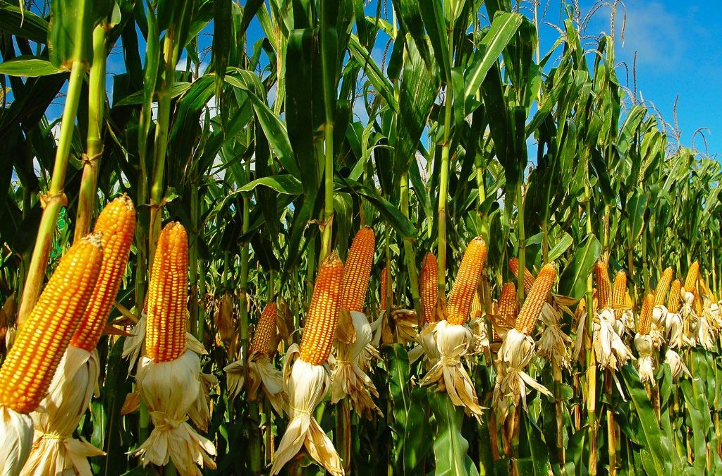 Plantação de milho: entenda como fazer de maneira mais produtiva