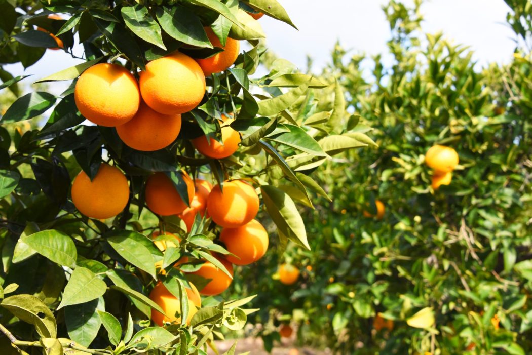 O que é fruticultura: laranja no pé
