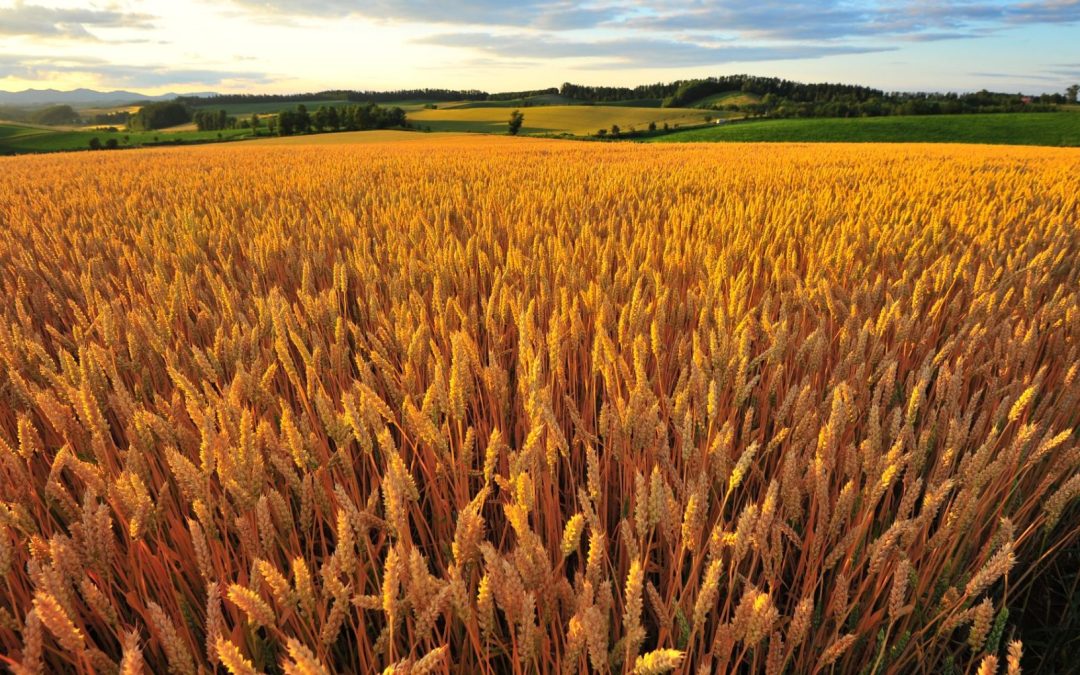 Plantação de trigo: saiba tudo sobre o cultivo