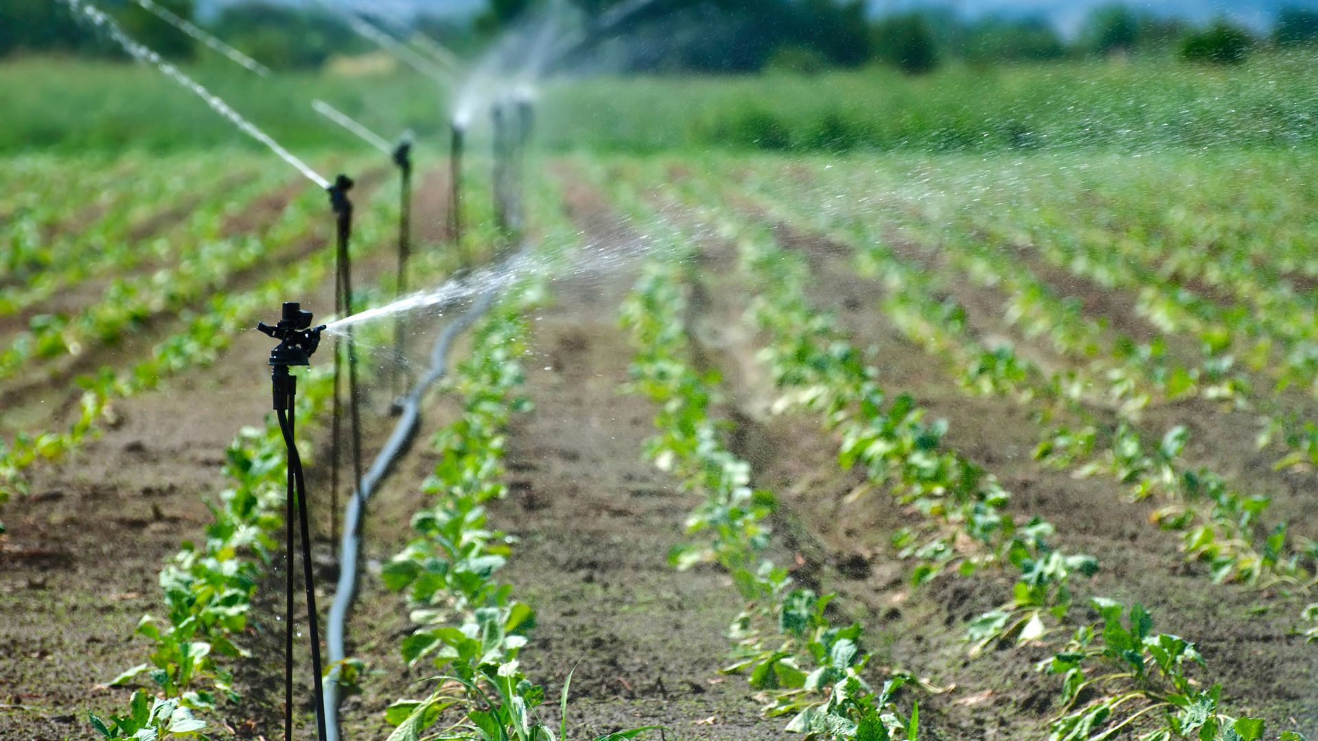 irrigação do solo: irrigação de plantação