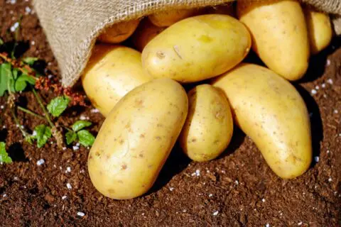 Segredos revelados: domine o preparo do solo para plantar batata com sucesso