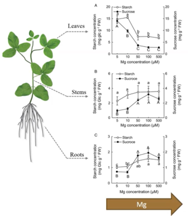 Teores de açúcares nas folhas, caules e raízes em diferentes disponibilidades de Mg.