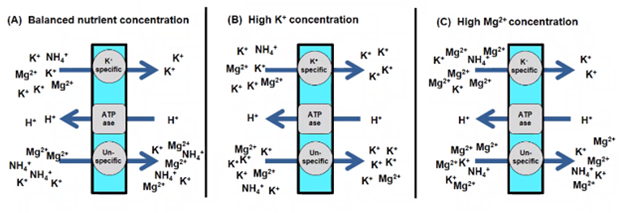 Interações entre K e Mg durante a absorção radicular