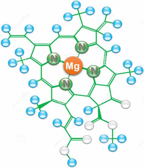 Molécula de clorofila com destaque ao átomo central de magnésio