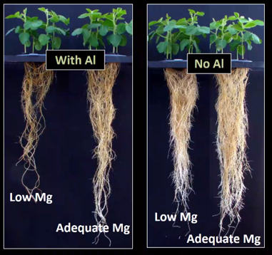 Plantas de soja em solução nutritiva deficiente e com disponibilidade adequada de magnésio na presença e ausência de alumínio.