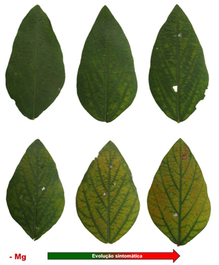 Folhas de soja mostrando a evolução gradual dos sintomas de deficiência de magnésio