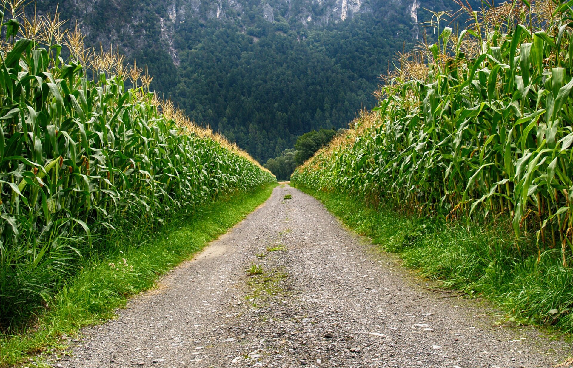 Cultura do milho: plantação de milho dividido ao meio por uma estrada.
