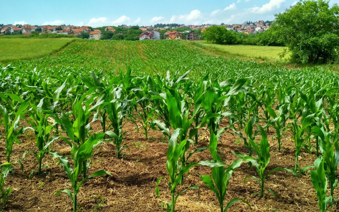 Adubo nitrogenado da Mosaic Fertilizantes reduz em 34% emissão de gases na produção de milho