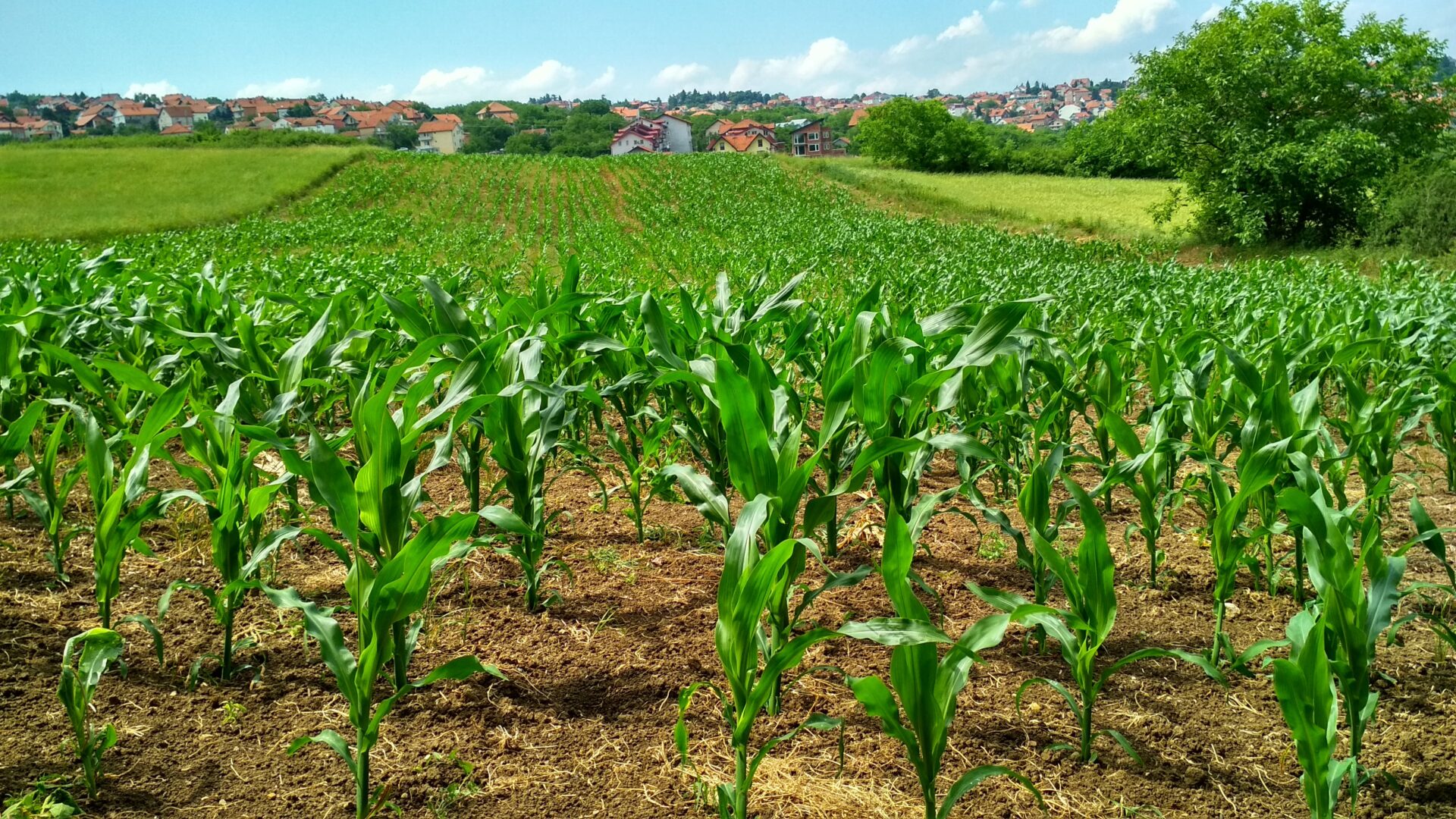 Produção de milho: adubação de milho com fertilizante nitrogenado.