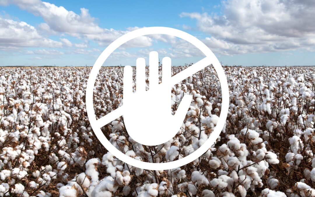Entenda a importância do vazio sanitário para a cultura do algodão