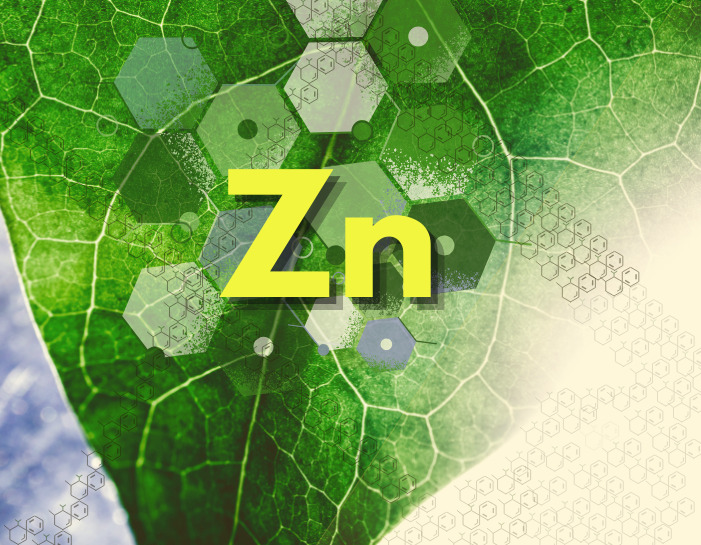 Imagem de uma folha verde com zoom, mostrando as nervuras.