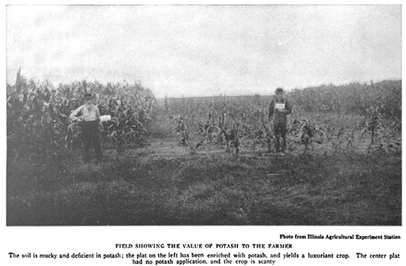 Demonstração da importância dos fertilizantes à base de potássio, retratado em uma fotografia publicada pela impressa de Washington em 1911. 