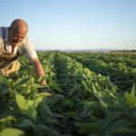 Agricultor ou agrônomo ou trabalhador na plantação de soja verificando as lavoura antes da colheita.