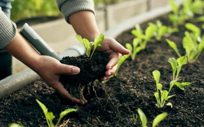 Adubo para fortalecer plantas: quais os fatores e nutrientes essenciais