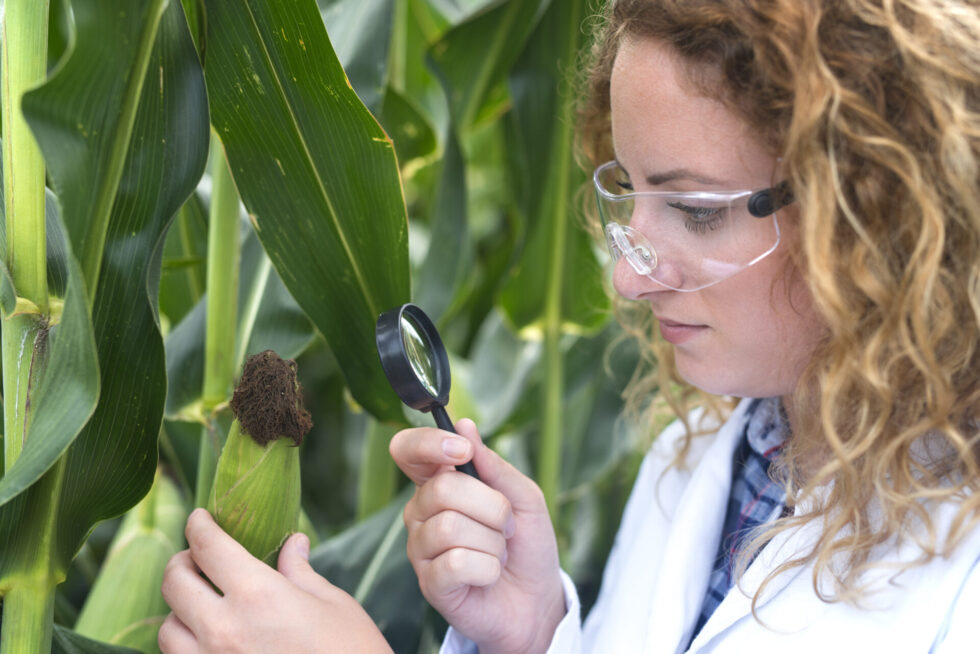 Biotecnologia Na Agricultura Como Funciona Benefícios E Uso 0286