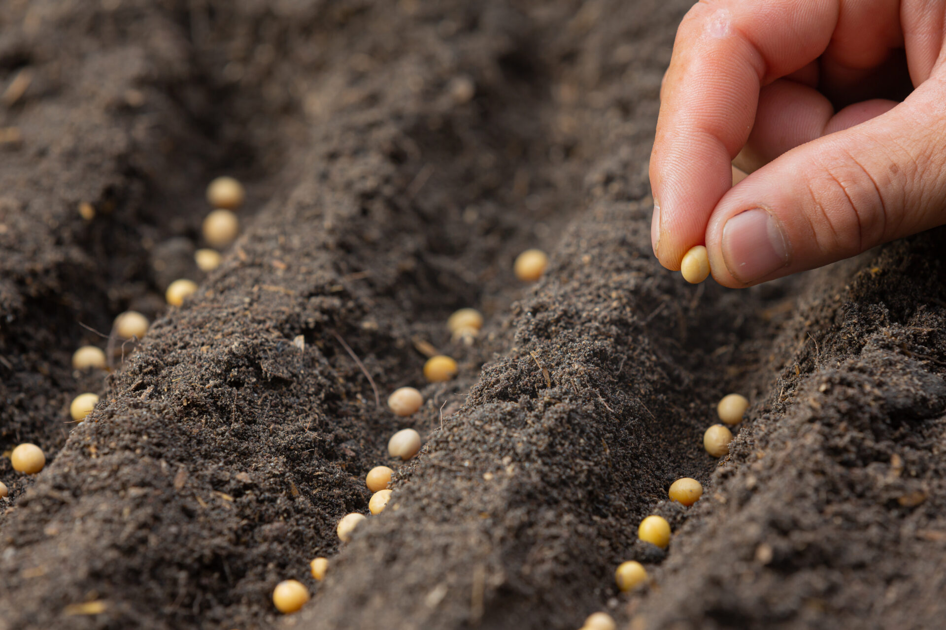 Mão adicionando sementes de soja no solo.