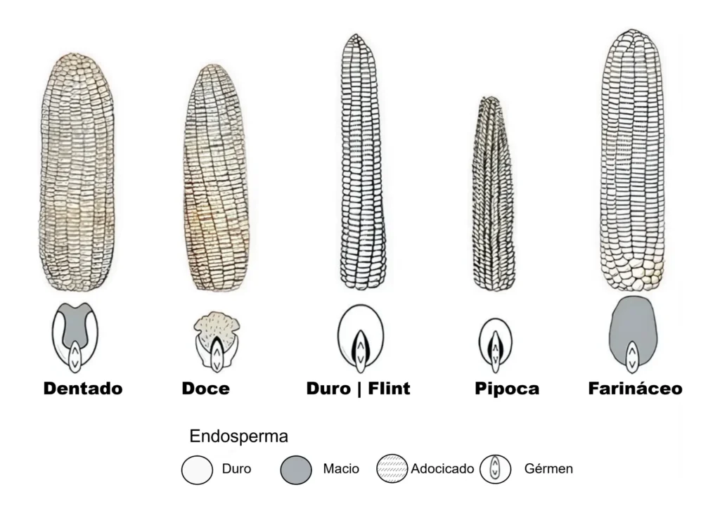Tipos de milho: dentado, doce, duro, pipoca e farináceo