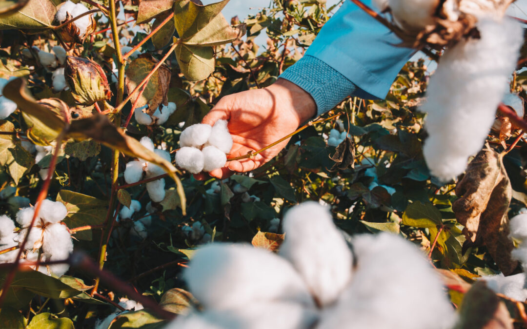 Sustentabilidade na produção de algodão: alternativa que reduz emissões de gases no plantio de algodão